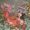 Uncategorized - Janis Blyth - New Works